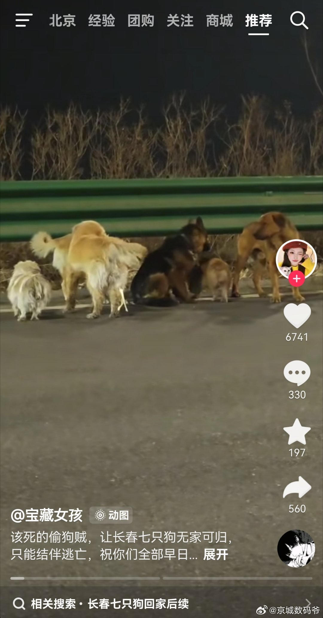 看这7只狗都回家了，做梦也没想到的结局大难不死，必有后福！