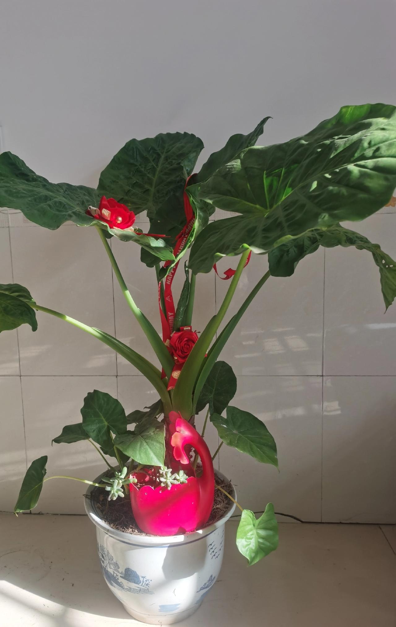 这盆摆在窗下的滴水观音，是我和阳光签下的温柔契约。清晨的光漫过瓷砖，把叶片