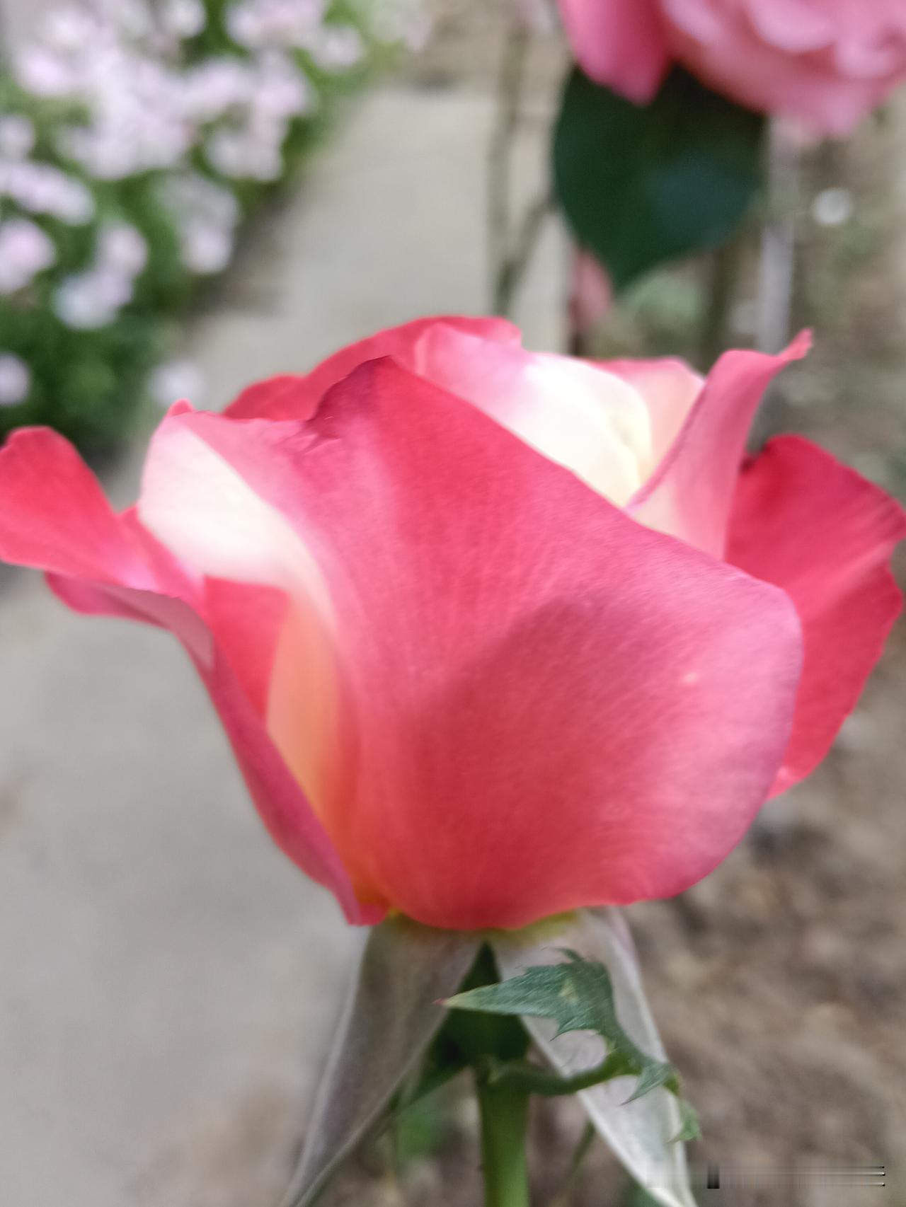 女人最不招人喜欢的原因第一、性子直，没有心眼第二、嘴不够甜骨子里带