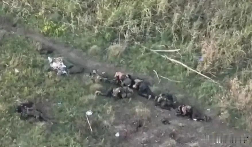 乌军新战略：“杀伤区”致俄军大规模被俘来源:众志所成Q战争无疑是最残酷的