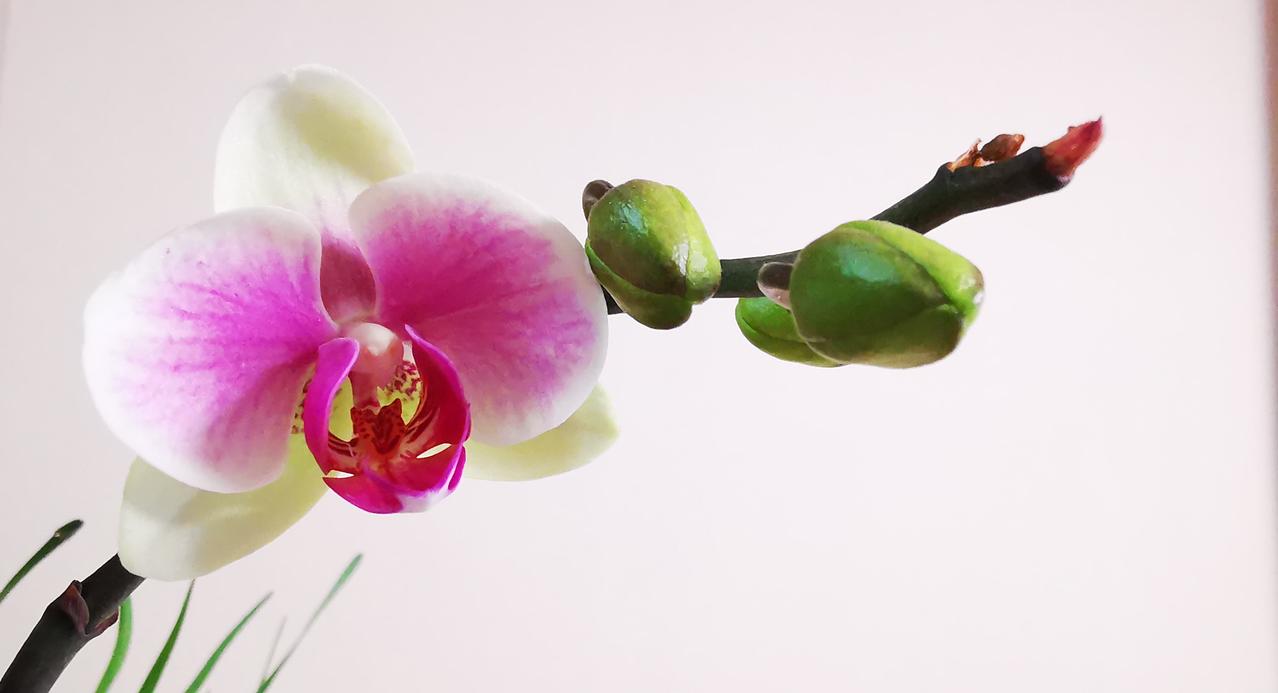 蝴蝶兰花开，冬去春即来。