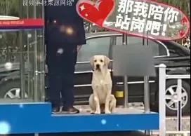 狗子无聊找保安队员玩儿，工作无法分身，狗子居然这样做…某公司的保安队收养了这只狗