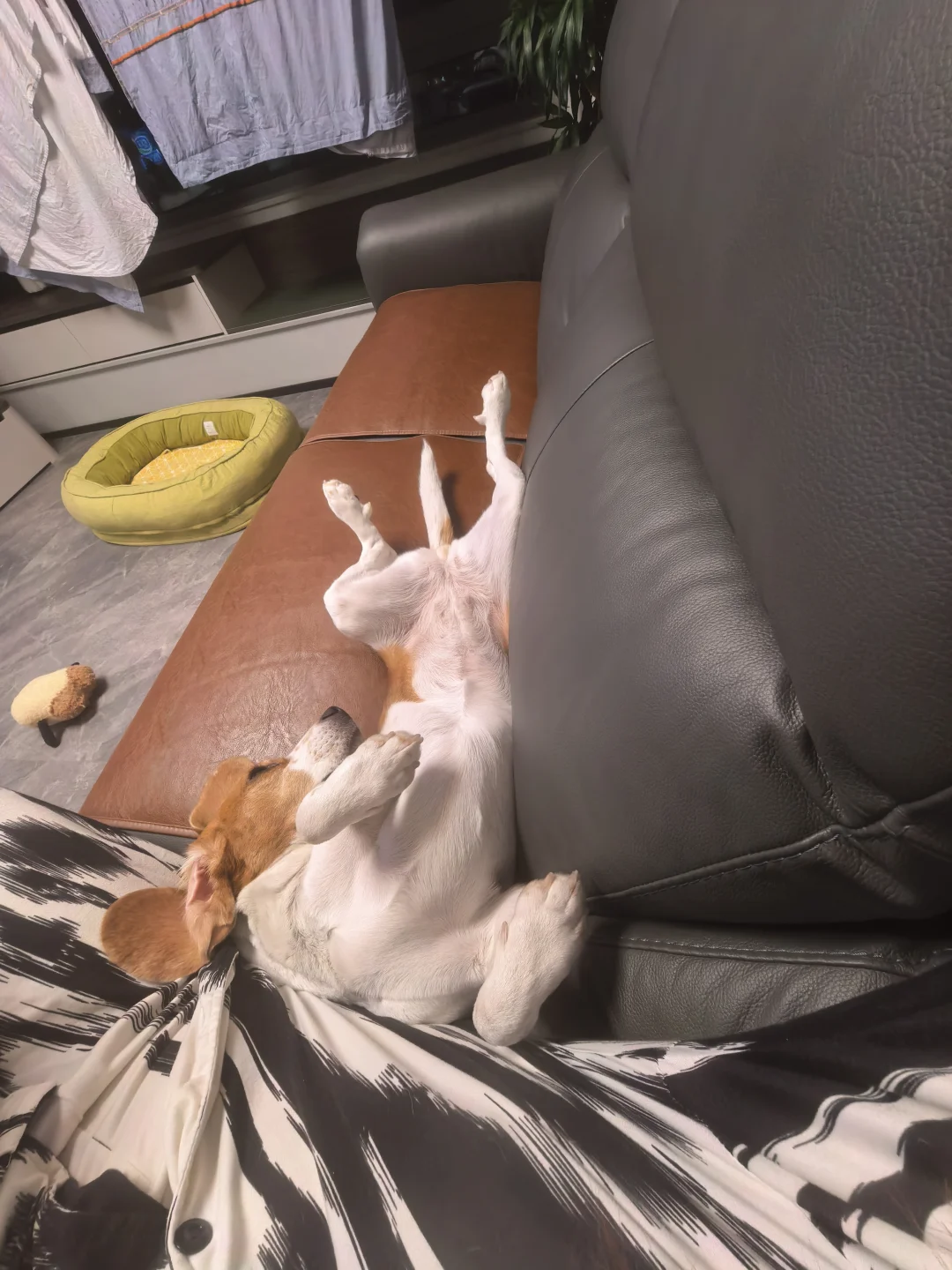 不儿 为啥能睡这么香呢