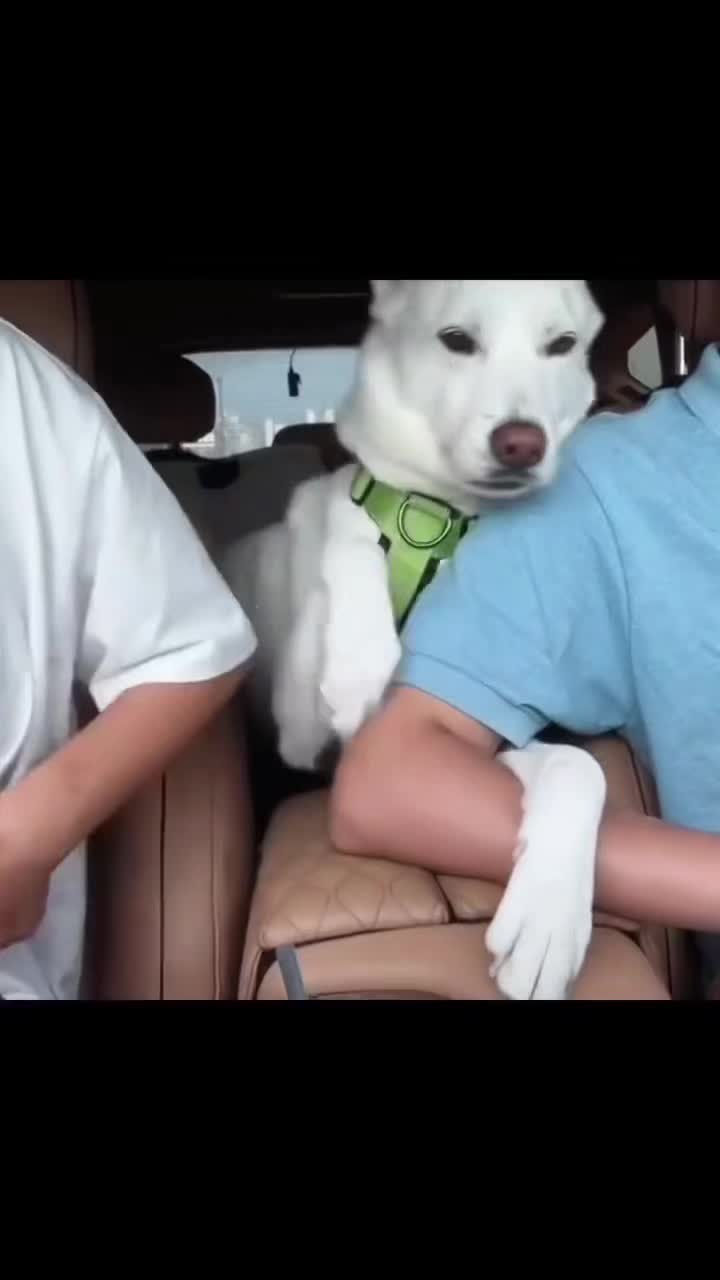 怎么养不熟呢