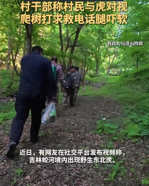 “最担心的事情还是发生了！”吉林蛟河市，一村民上山采山菜时，迎面撞见一只野生东北