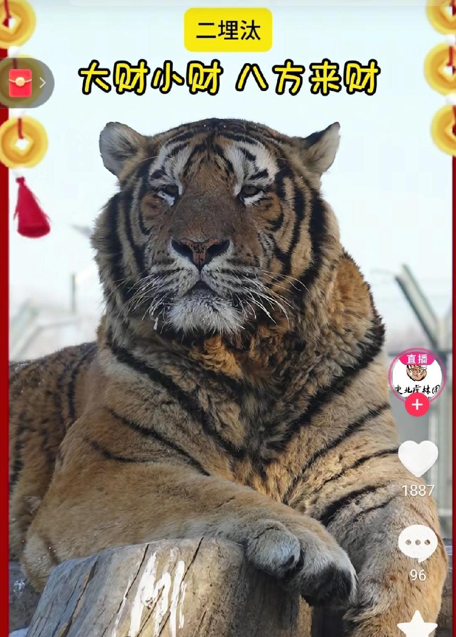 每逢佳节胖三斤，这年过完了，不但人要减肥，就连东北虎也要减肥啦！这不，东北虎