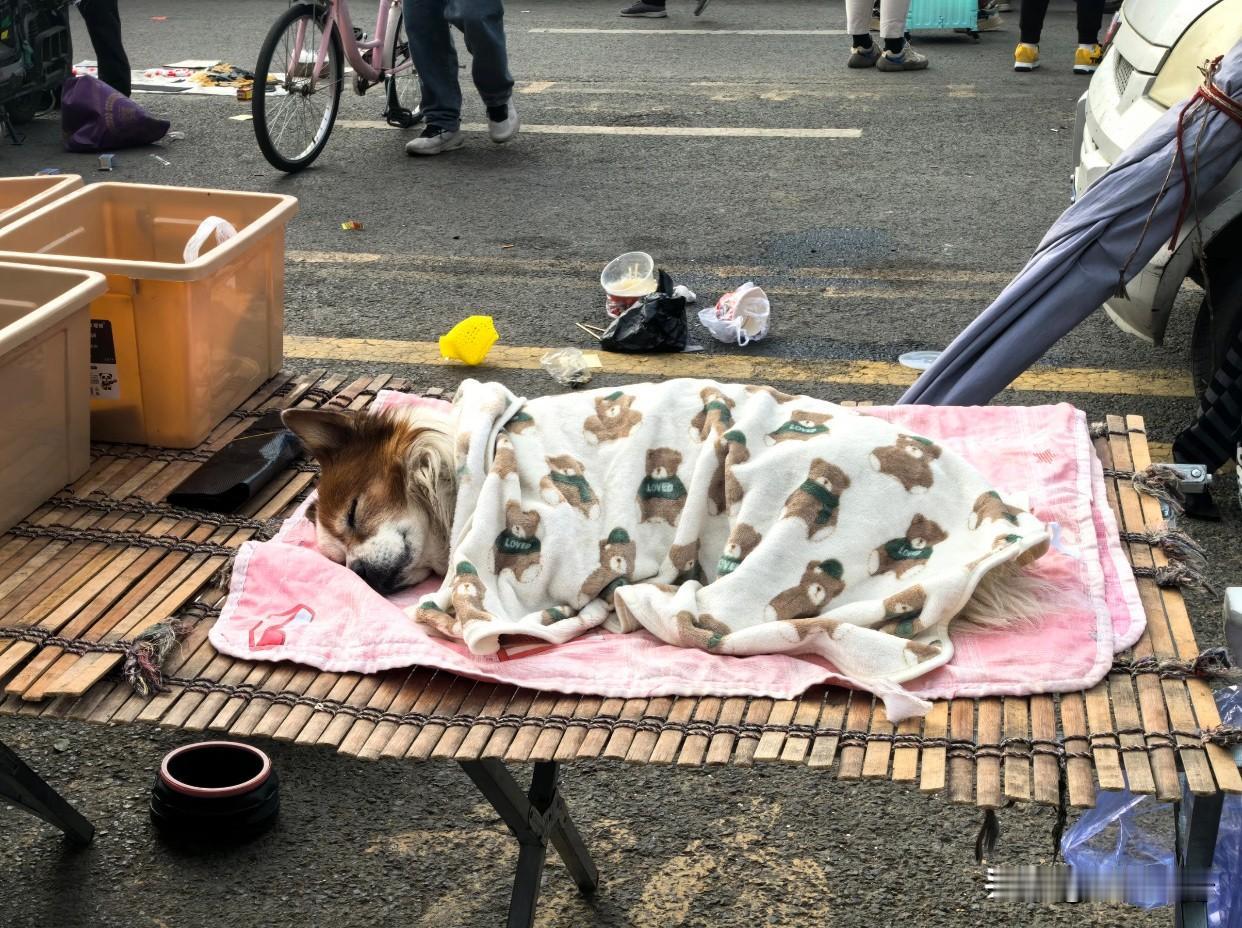 小狗狗看摊看着睡着了😴😴大早上去菜市场买菜，发现了好可爱的一幕……这只