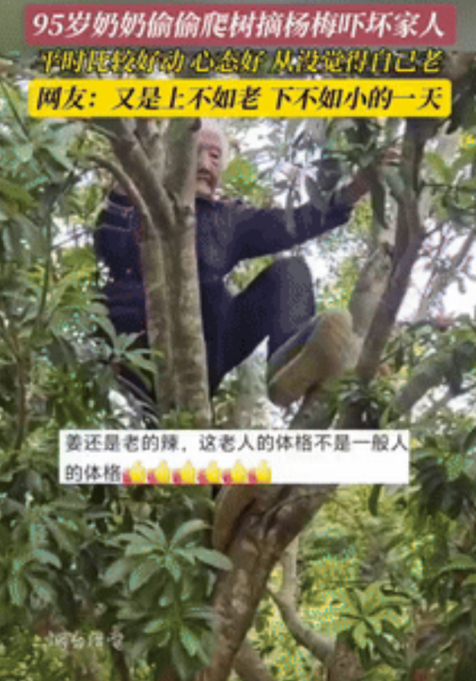 姜还是老的辣！江西，95岁老奶奶瞒着家人偷偷爬上树摘杨梅，家人发现后，老人早已窜