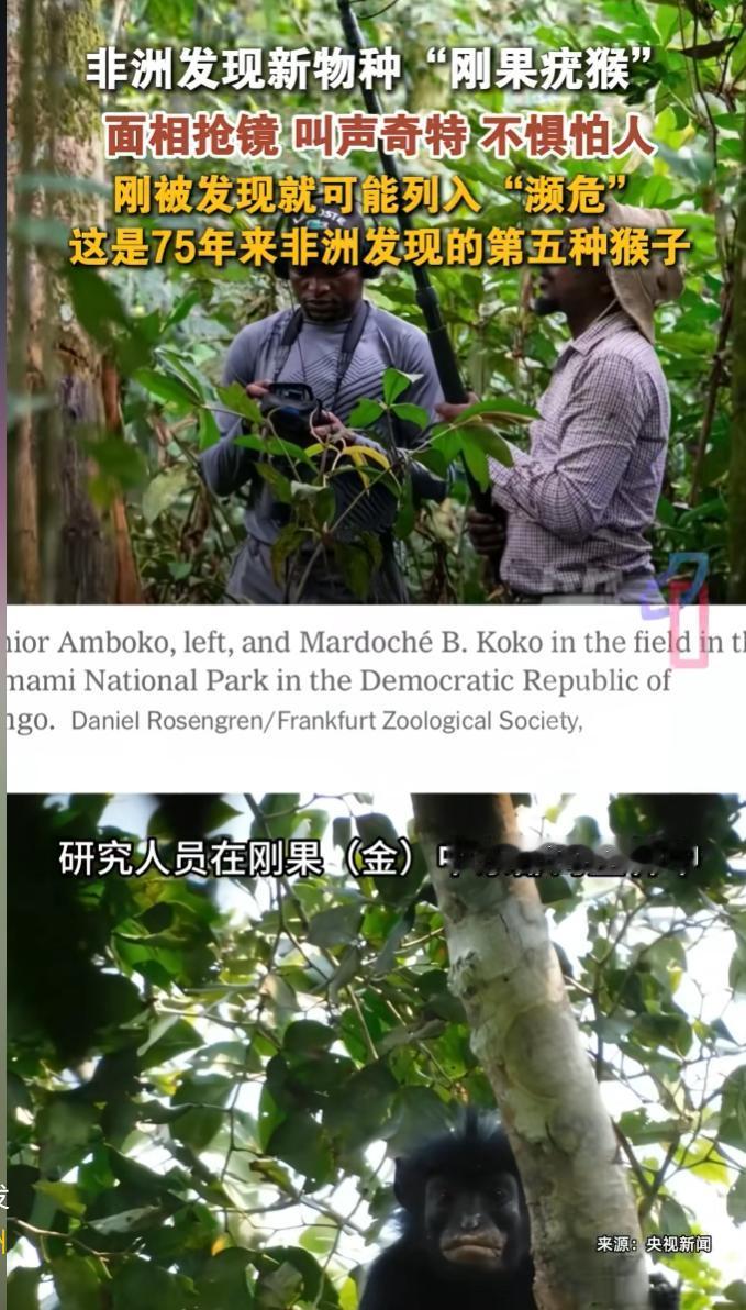 又一物种被发现了！7月17日报道，研究人员在刚果金中东部丛林里，发现了一种前所未