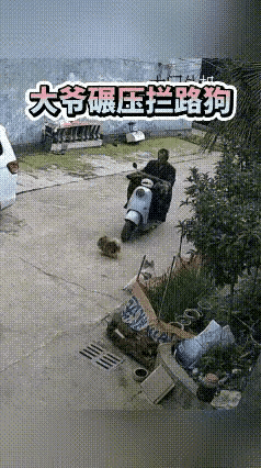 以为男子察觉到撞到小狗，会停下来查看情况，哪怕有一丝丝善意也好。万万没想到