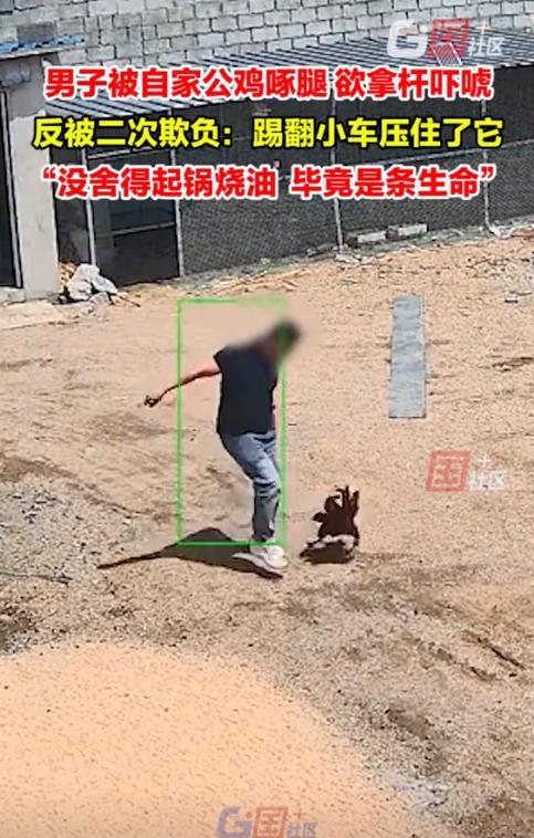 “迟早都逃不过！”山东临沂，一男子被自家养了半年的公鸡追着啄腿，气得抄起杆子就教