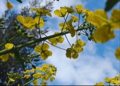 生活不论好坏，每天都是限量版，永远乐观自信，永远积极向上，别让世俗，淹没了生活的