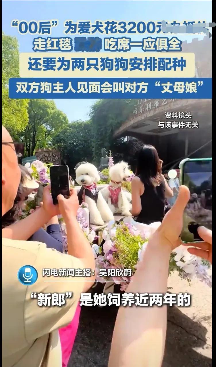 这是多么闲得慌啊？“00后”为爱犬花3200元办婚礼，走红毯致辞吃席一应俱全