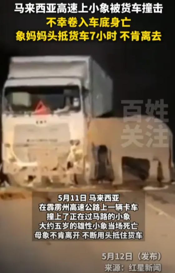 “万物皆有灵！”5月11日，马来西亚公路上一辆货车在高速行驶时，不小心撞上了一个