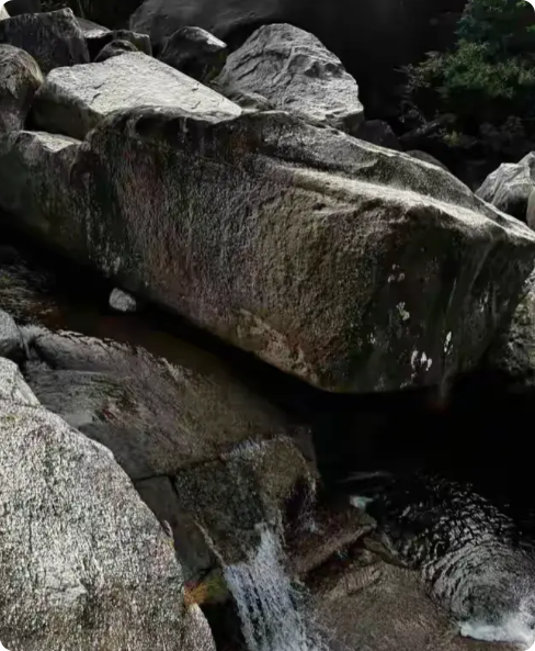 广东茂名，有一位村民到山上采摘金银花，意外的在山溪中发现了很多野生鱼。其中有一些