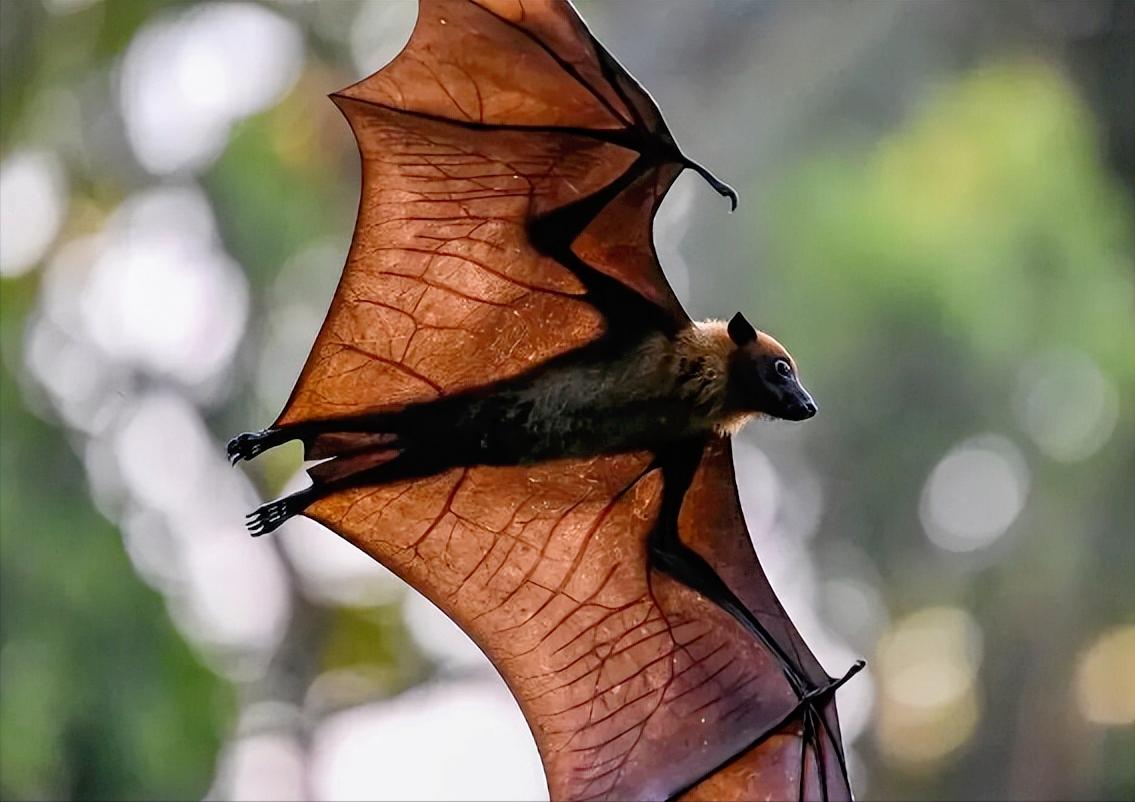 泰国那边出事了，当地查出来不少果蝠身上带着致命的尼帕病毒，还是致死率更高的孟加拉