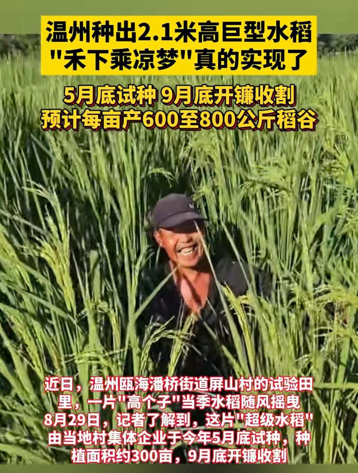 解释不清了！浙江温州，有人竟然种出了超级水稻，足足有2.1米高，人走进稻田，没一