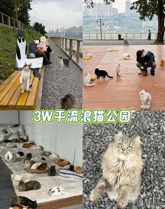 重庆猫猫公园的开设，是一个城市开放、容纳、充满包容的集中体现，是人与动物和谐相处