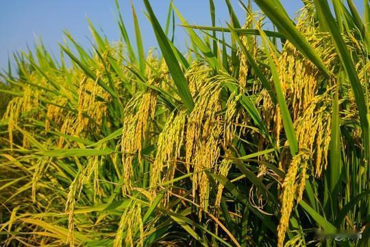 黑龙江水稻最新市场价格来了。黑龙江水稻收获接近尾声。水稻价格依然稳定。在北大