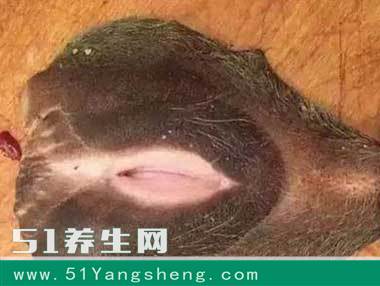 人人抢着吃的这个东西, 稀少难做美味, 价格超贵, 你吃过吗