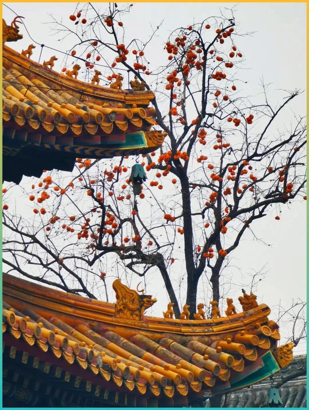 如果中国有6A景区，我认为是这8个，张家界第3，西湖无缘上榜！！那天从张家界