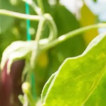 茄子的种植1，学习种植茄子的相关技术，种植茄子其实并不容易，特别是温湿度管理不好