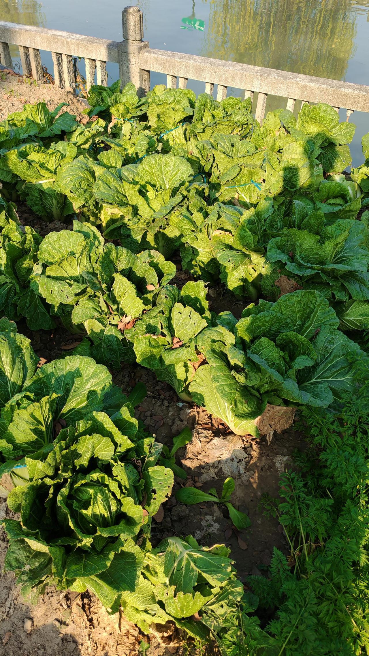 在小小的阳台或庭院里，种下一颗种子，就是种下一份期待。从第一片嫩芽破土而出，到一