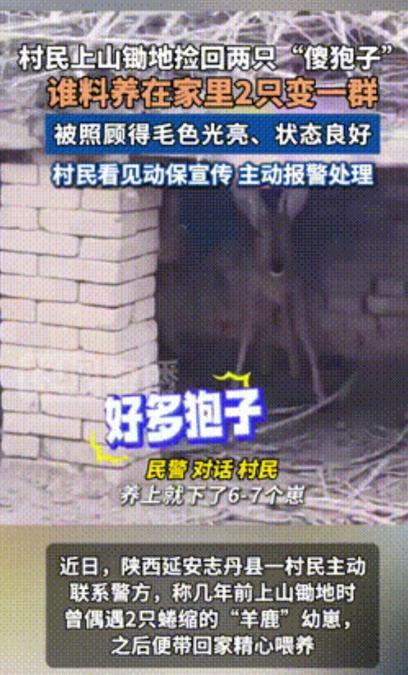 “长期饭票没了！”6月27日，陕西一村民上山锄地时，竟将两只“傻狍子”带回家精心