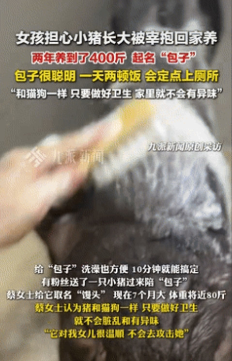 “是个人才！”广西一女孩回老家，看到邻居家的小猪很可爱，得知小猪养大后要被宰后，
