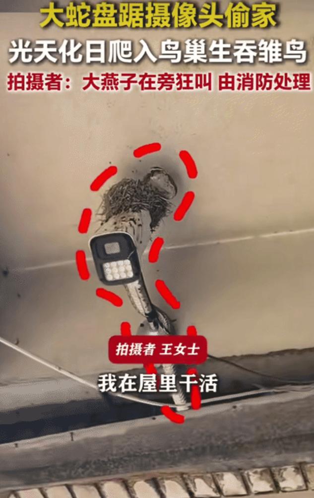 河北承德，一女子听到门外燕子撕心裂肺地嘶鸣，推门一看，一条1.5米长的大蛇正在燕