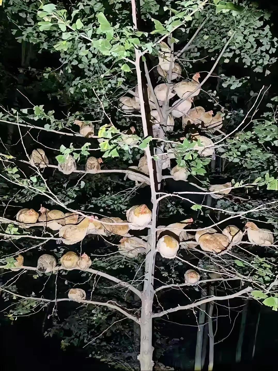 鸡晚上非要上树过夜？不是防黄鼠狼那么简单，藏着千万年的生存智慧家里养的鸡，