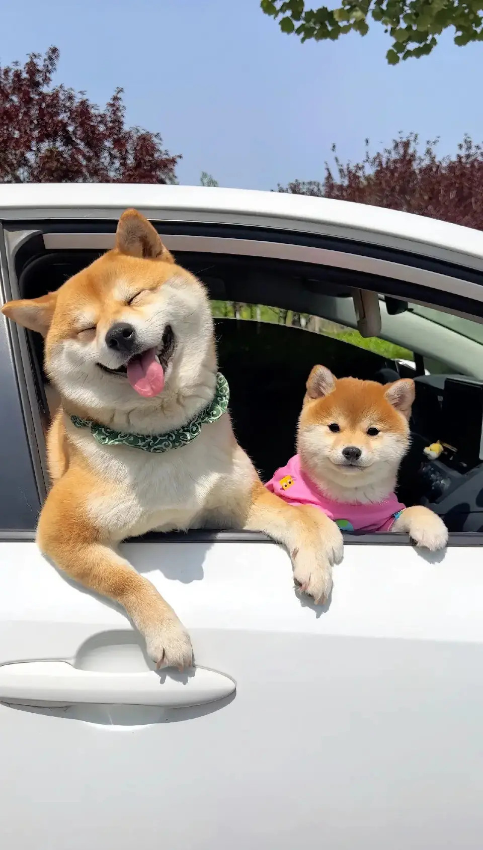 在等红绿灯时，狗狗见有人在偷拍它，它就大方的摆好姿势，让对方拍个够。