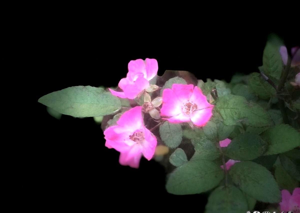 我以前有一个女同事，30多岁还不结婚。婚事成了父母的心头大事。她31岁那年，