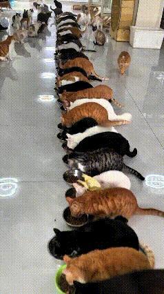 我姐收留流浪猫彻底收不住手了，一百多只毛孩子分两波干饭，队伍排得整整齐齐跟军训一