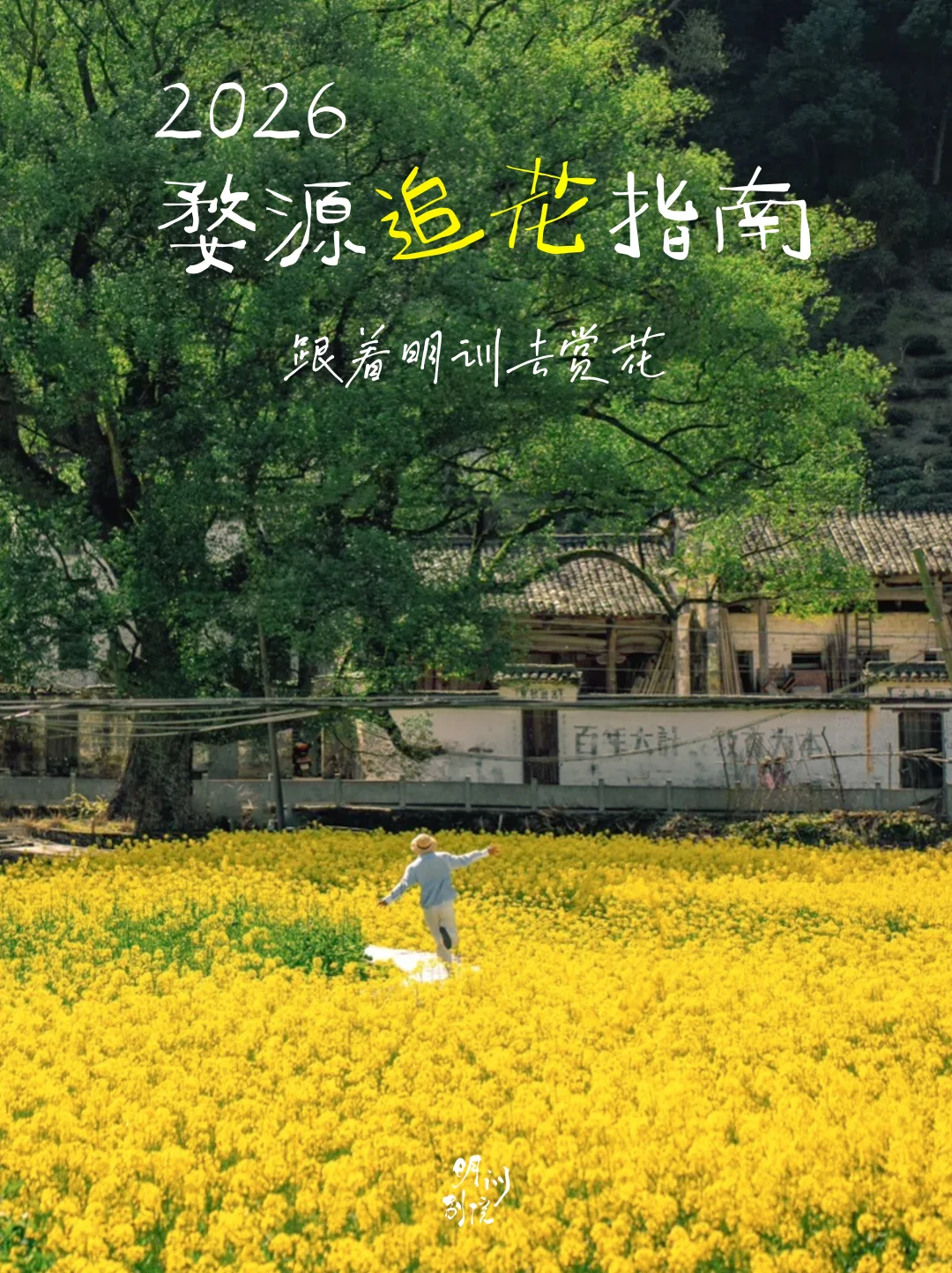 婺源2026花情进度80%！附油菜花超全攻略