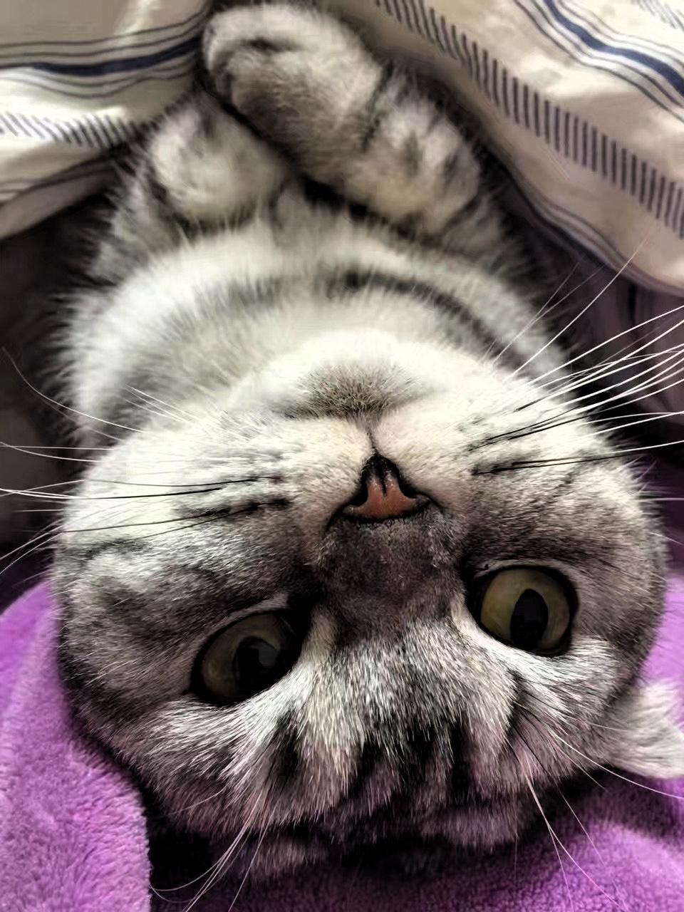 以一张照片记录你家猫咪的可爱