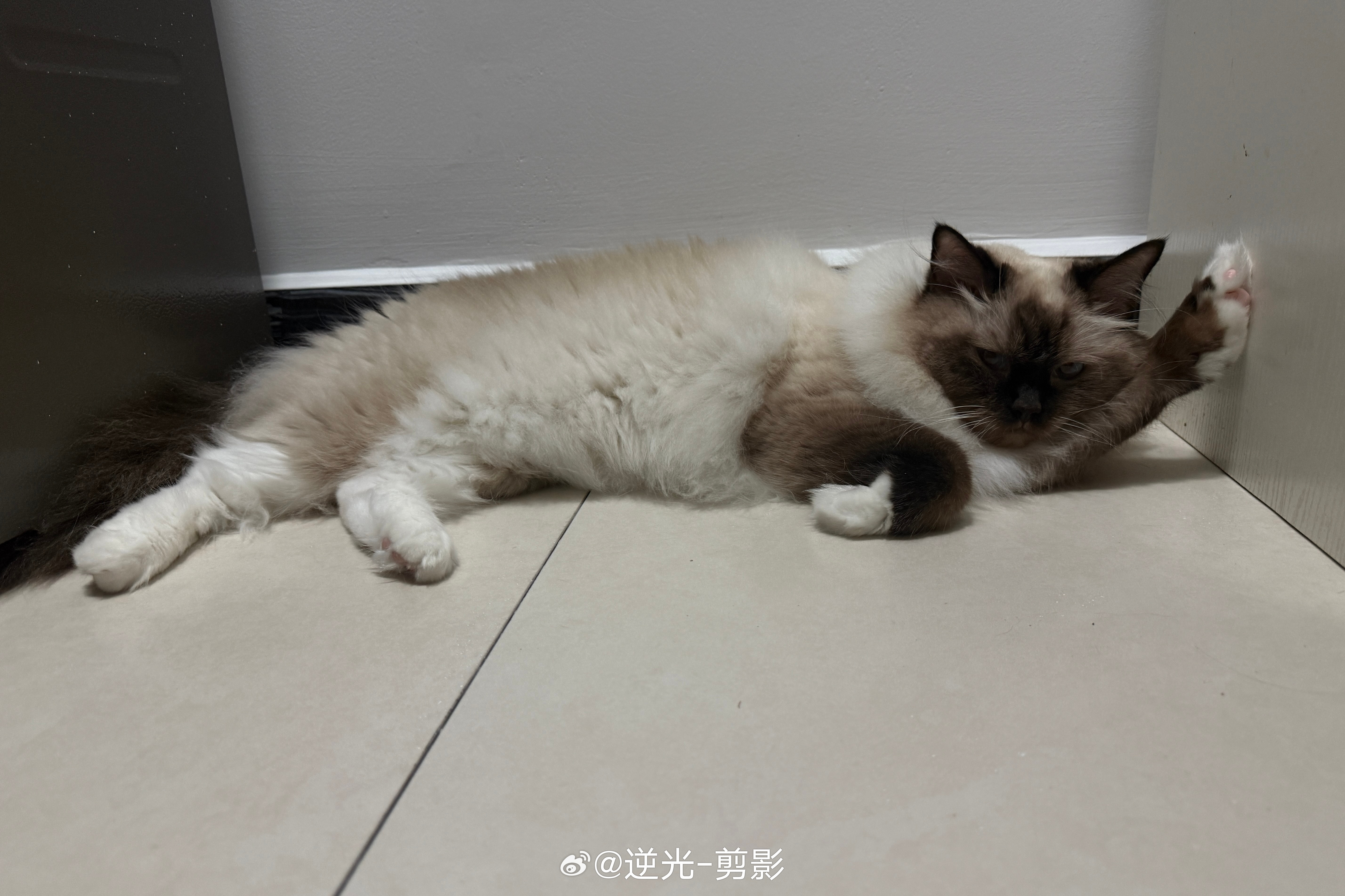 小猫咪还知道拿手枕着头