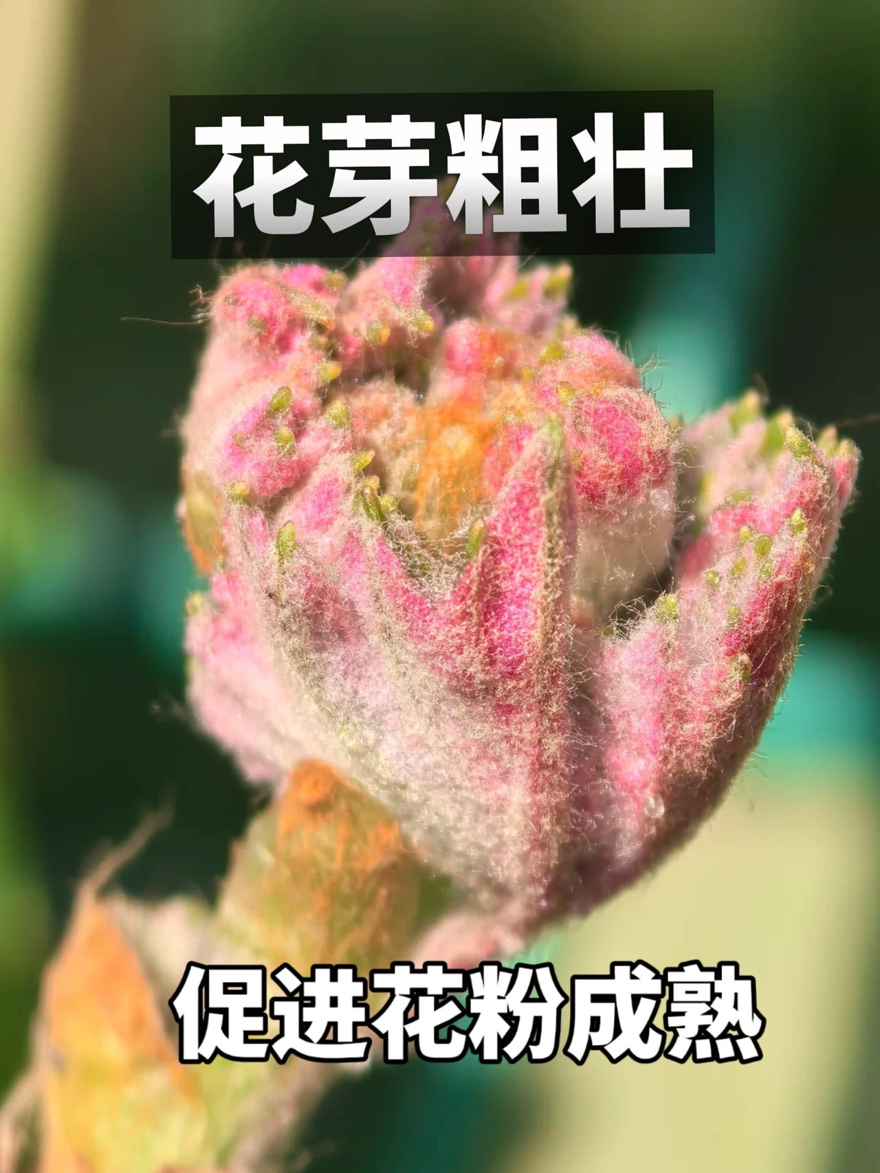 葡萄多开花多结果