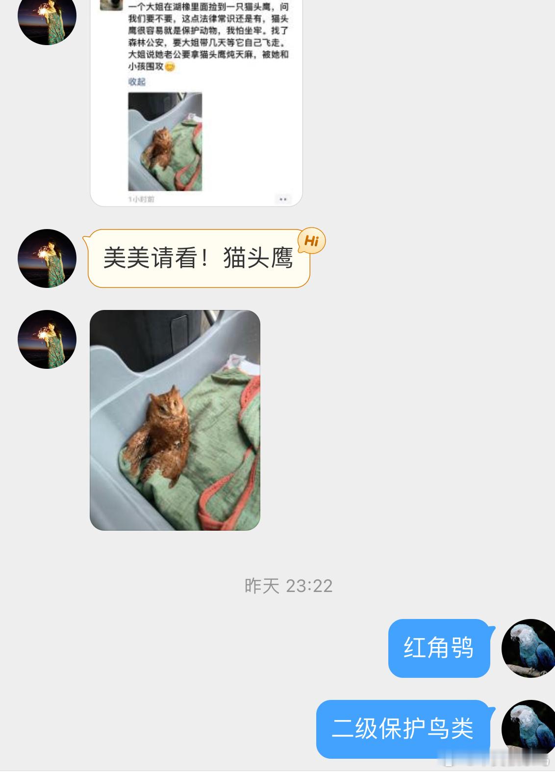 鸟粉投稿是一只【红角鸮】🦉猫头鹰都是重点保护鸟类，牢底坐穿的野生动物不要随便