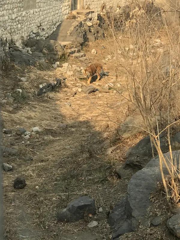 2026年3月22日，吉林珲春一只老虎下山出现在仲坪村村口。监控记录下了这惊险一