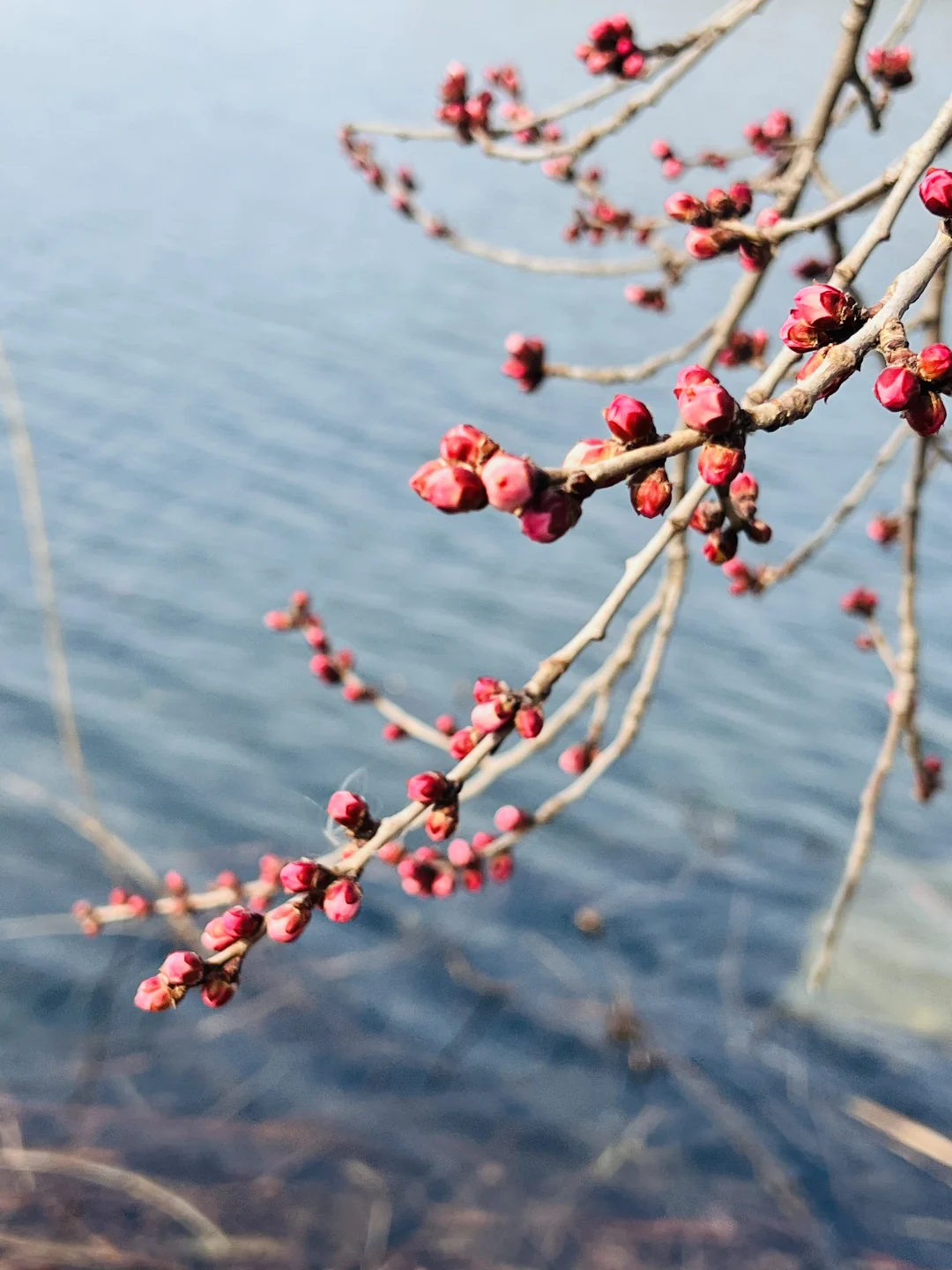 3.8颐和园西堤实况🌸山桃即将盛开❗