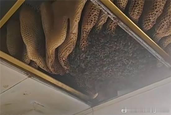 徐州一户人家惊现巨型蜂巢三大桶装不下4月21日消息，江苏徐州一户居民家中，厨房