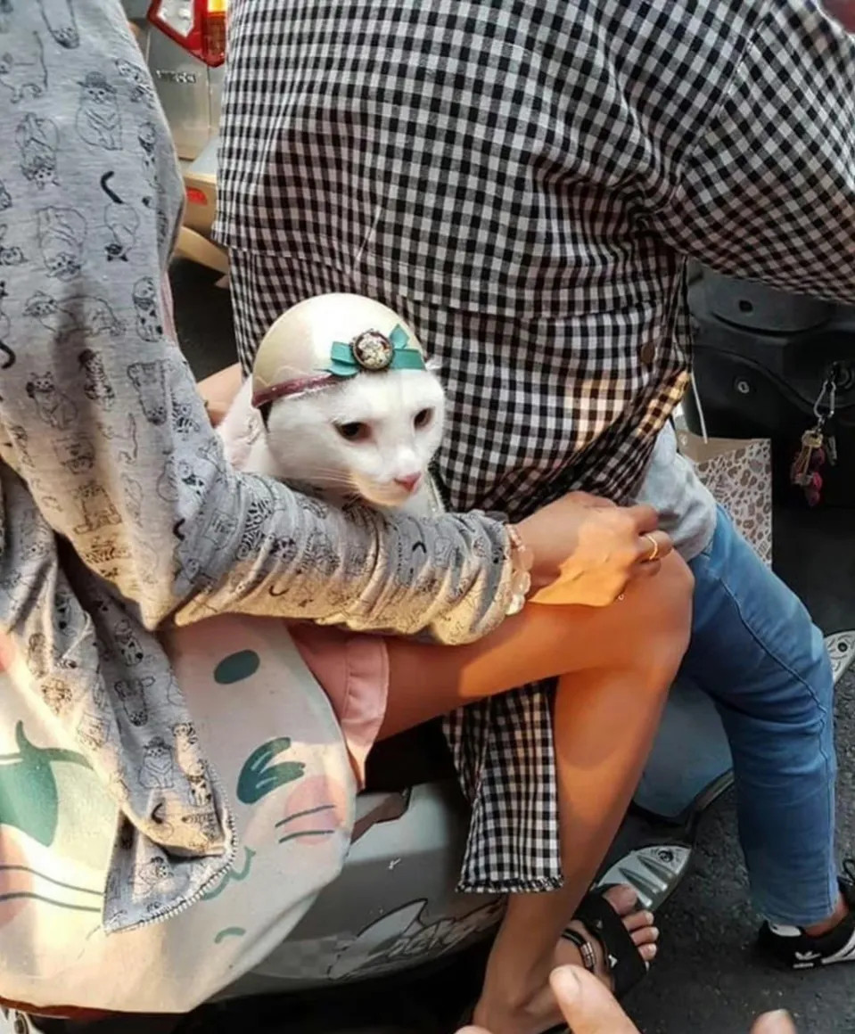 在大街上看到一对夫妻骑着电驴，他们竟然还带着一只猫咪。第一眼看去，那猫咪好像是从