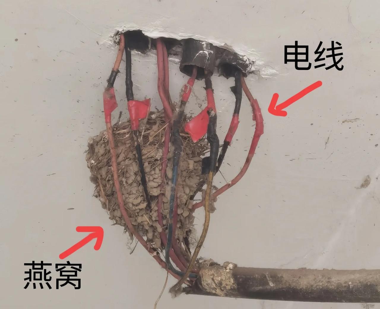 今天出门时突然下起了雨，我急忙躲进一个楼里，我抬头发现在楼道的棚顶上有一个燕子窝