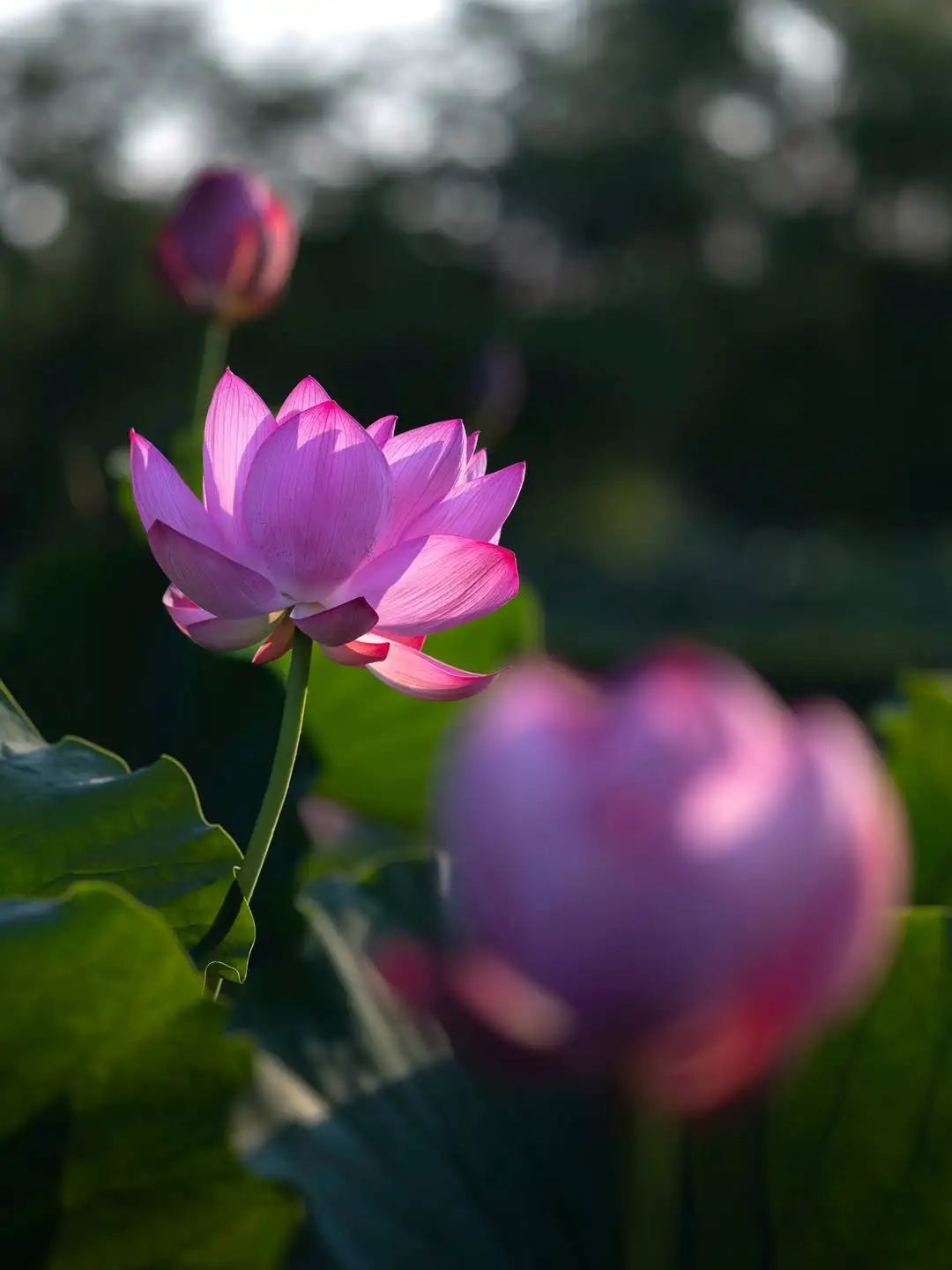 这荷花，也太美了吧～～～
