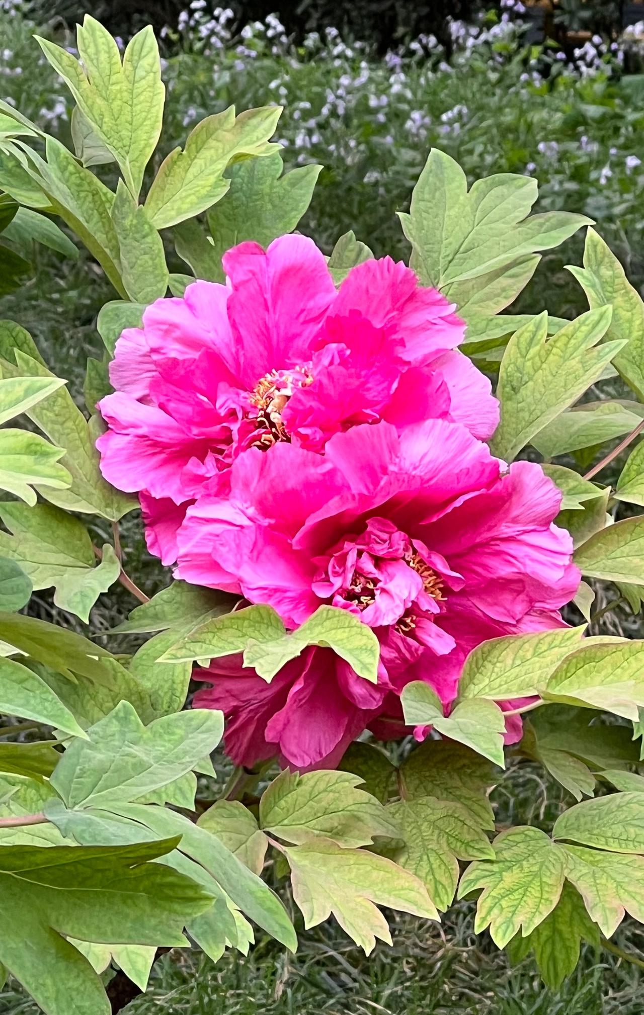 我也超爱牡丹花！那雍容华贵、国色天香的模样，实在让人着迷。前几天去景山公园赏牡