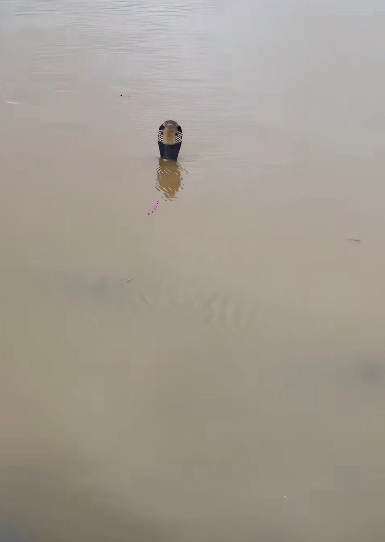 洪水致养蛇场蛇逃出有眼镜蛇广东暴雨导致街道被淹眼镜蛇缠绕在窗户上躲生活需要分享欲
