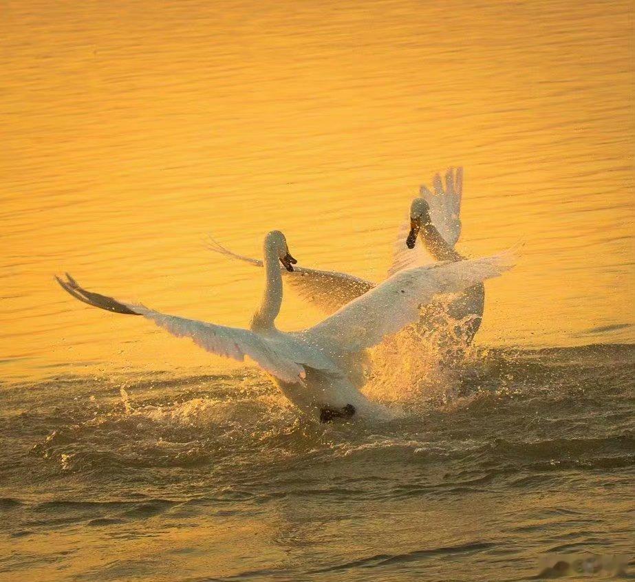 中国汉字博大精深1.兔＋兔＋兔＝𠓗（fù）：“奔赴”之意2.鱼+鱼+鱼=