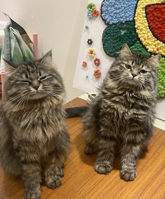 这么拽的小猫我有两只