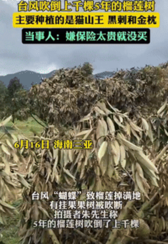 “亏惨了！”海南三亚，一男子种植上千棵榴莲树长达5年，主要品种为猫山王、黑刺和金